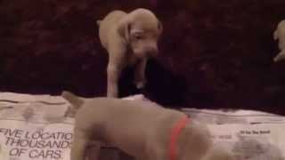 Active Puppies- 5-20-13