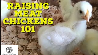 Brooding Chicks - Beginners Guide To Meat Chickens