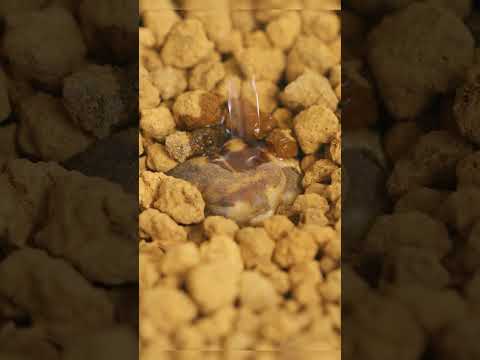 Самый Маленький Пророк Природы🥰😊✨🥳 #животные