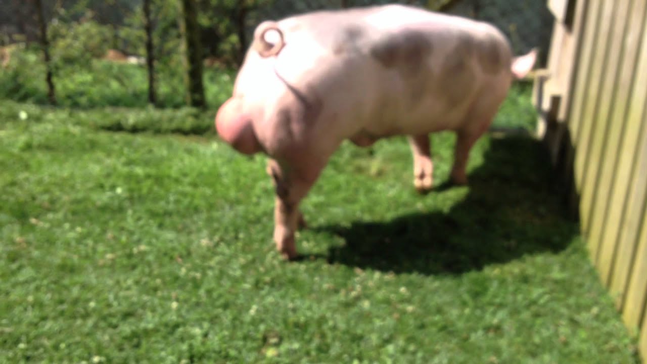 Pietrain Gepork Boar - 6110