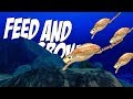 МОРСКИЕ ЧЕРЕПАХИ! НОВЫЕ РЫБКИ, ОБНОВЛЕНИЕ | Feed and Grow: Fish