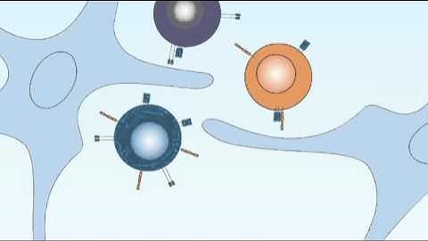 8 1 T Cell Development