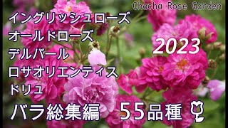 【Garden of Roses】55 Varieties of Roses in 2023 English Rose, Delbard, Rosa Orientis