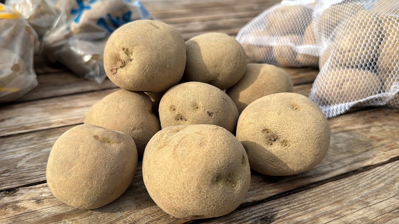 【じゃがいも栽培】春じゃがいも植え付け時期（春じゃがいも品種と植える時期）25/1/20