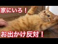 猫のお出かけ阻止技術が面白すぎたw