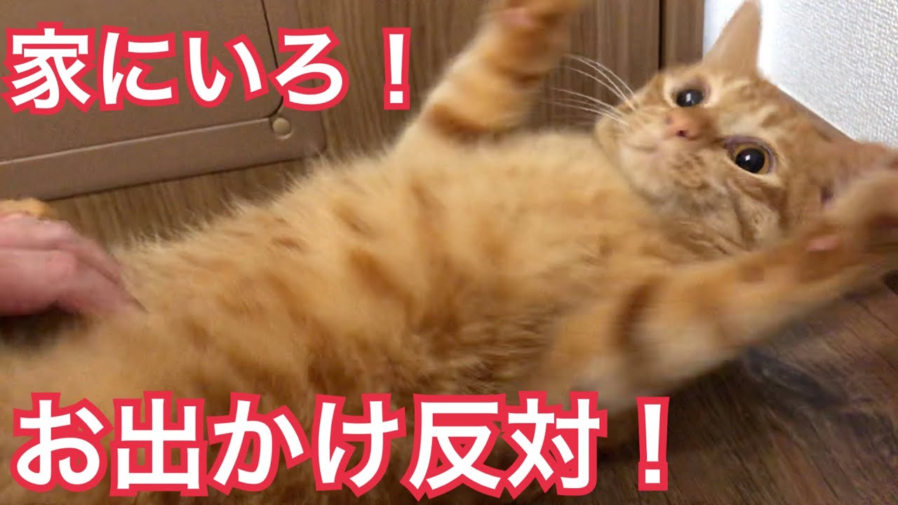 猫のお出かけ阻止技術が面白すぎたw Youtube