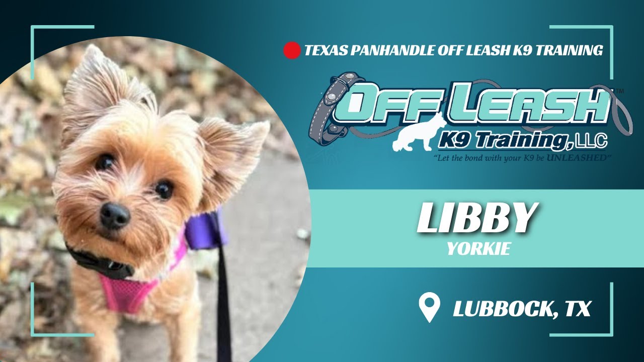 Libby, the 13mo Yorkie | Best Dog Trainers in Lubbock Texas