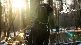 Dog Setup, Keeping Your Dog Safe | Tips N' Tricks by Dr Duck 1,395 views 1 year ago 1 minute, 5 seconds