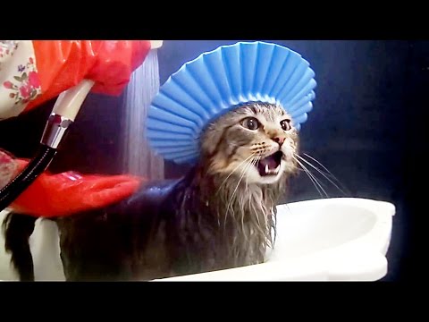 cats-in-the-bath---funny-compilaition
