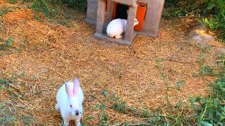 Mini Pet House Tutorial: Relaxing and Satisfying DIY Project! 😍