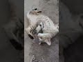 cat cute moments 🤩 #cat #funny #myself #100k #butifyoucloseyoureyes #theothersideofmakebelieve