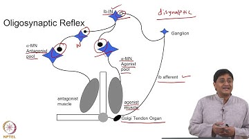 Oligosynaptic and Polysynaptic Reflexes Part - 1 #swayamprabha #ch31sp