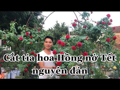 Video: Cách Làm Bông Hồng Chuẩn