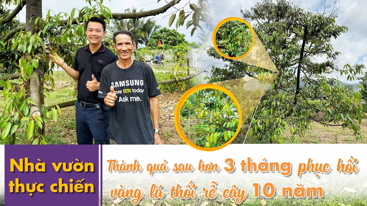 Kết Quả Xứng Đáng Sau Hơn 3 Tháng Phục Hồi Vàng Lá Thối Rễ - Chổi Chà ...