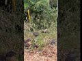 タヌキの散歩?