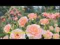 Chyi Angels Roses And Rain 齊豫 天使玫瑰和雨絲 Chyi Angels Roses And Rain 齊豫 天使玫瑰和雨絲