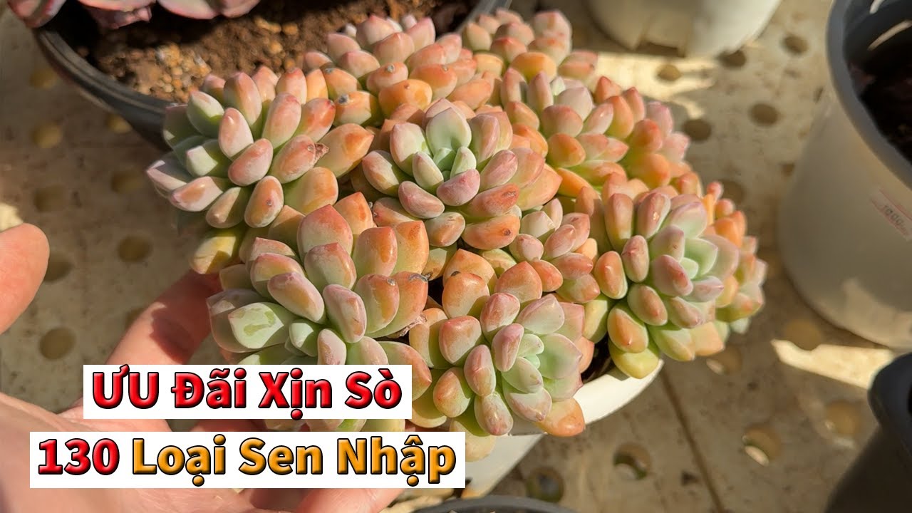 Một năm chỉ cần xem 1 video sen đá này là đủ wow | succulent Gia Nghia
