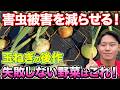 【すぐ植えれる】玉ねぎを収穫し終わったらすぐに育て始めれるオススメ野菜