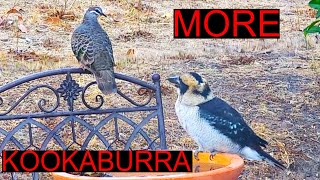 More Kookaburra And a Bit Of Quenda by Wildlife In The Hills 45 views 1 month ago 4 minutes, 49 seconds