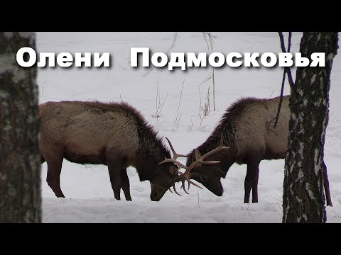 Олени в лесу Подмосковья - это нужно увидеть!  |  Deer in the forest of the Moscow region