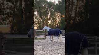 Wenn Die Ponys Im Garten Wohnen  35 Jahre Lebe Ich Nun Schon So Und Kann Es An Manchen Tagen Imm