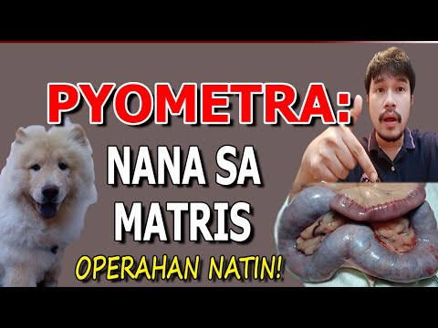 Pyometra | Nana Sa Matris | Operahan Natin! | MasterVet