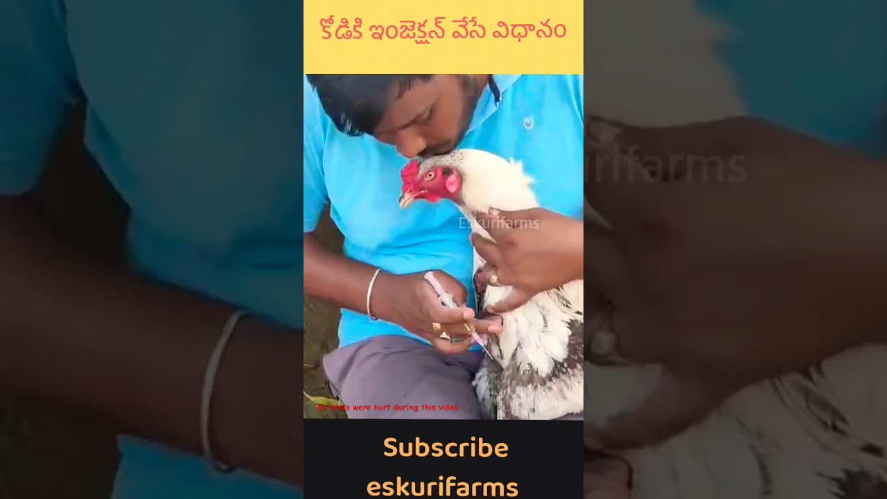 కోడికి సింపుల్ గా ఇలా injection వేసుకోవచ్చు #eskurifarms #trending #viral #treatment #savingbird