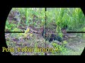 Berburu ayam hutan 1 nov 2020