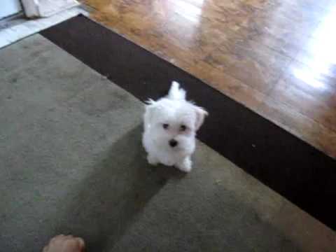 maltese 3 months