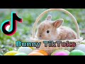 The Bunny Side Of TIKTOK (Cute) read comments