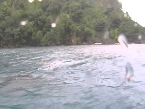 Killer Whales Hunting a Tiger Shark - YouTube