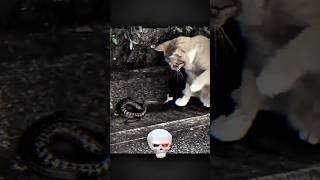pawer of Cat 😬#catshorts #viralvideo