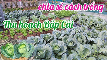 Thu hoạch và chia sẻ cách trồng Bắp Cải