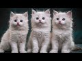 "Три Котёнка" Японская Песенка