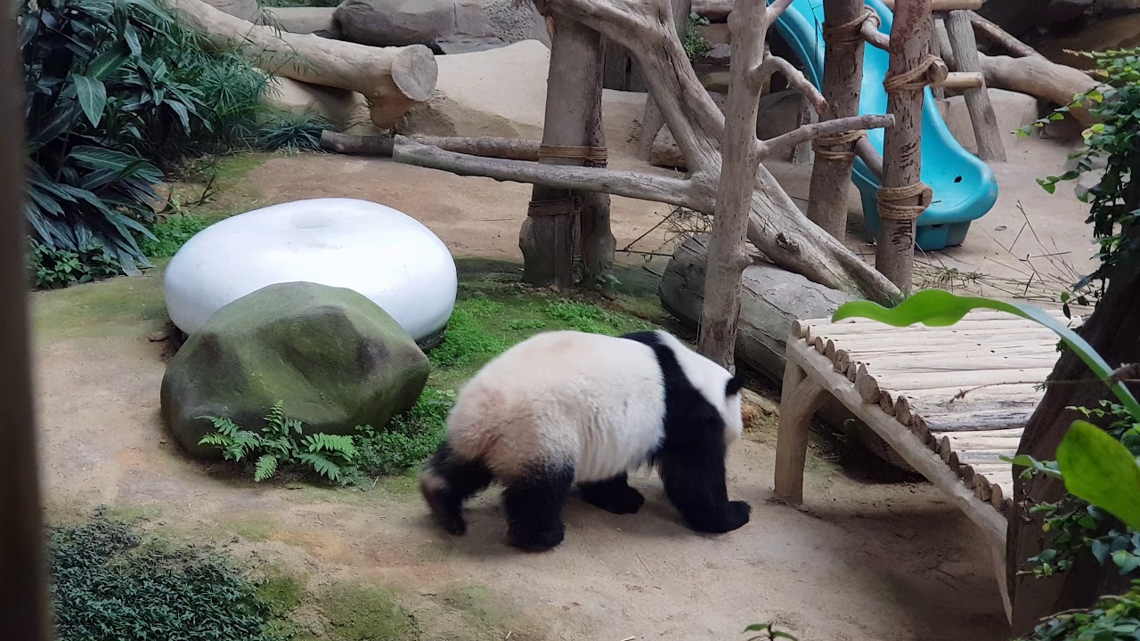 Panda di zoo negara YouTube