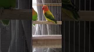 Euwing Opaline Split Dilute