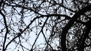 PJ Harvey - Bitter Branches HD