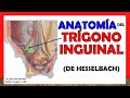 🥇 Anatomía del TRÍGONO INGUINAL. (De Hesselbach). ¡Fácil y Sencilla!