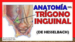 🥇 Anatomía del TRÍGONO INGUINAL. (De Hesselbach). ¡Fácil y Sencilla!