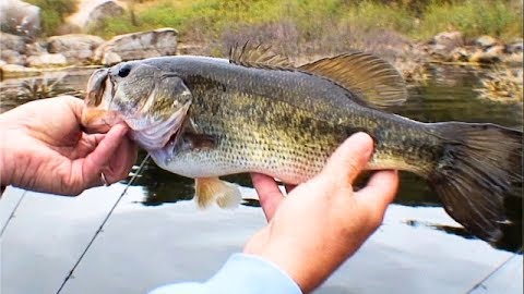 Bassport to Lake Barrett: Top Bass Honey Hole