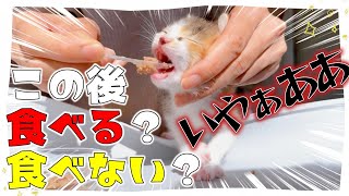 【子猫はじめての離乳食】「イヤァアアア」からのイヤパクパクどっち★ロイヤルカナン【保護猫生活23日目】