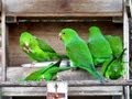 Periquitos verdes no comedouro - Brotogeris Tirica (Plain Parakeet)