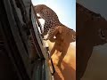 LEOPARD STRIKES! ELEPHANT RAGES BACK! #वन्यजीवन #जीपमेंआक्रमण #चीताअंदर #हाथीक्रोध #गाड़ीमेंआतंक