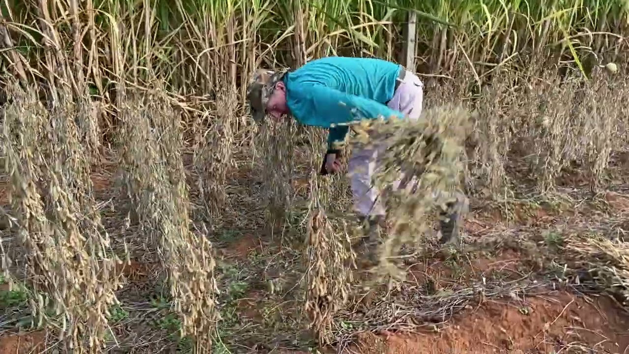 Colheita de soja de forma manual - Parte 1