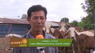 รายการคนไทยหัวใจเกษตร  13 ตุลาคม 2559 B1