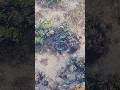 Marine snails around beach rocks breathe  | تتنفس القواقع البحرية حول صخور الشاطئ