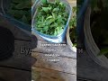 садимо розсаду,3 травня сорт Санька помідор самий кращий #село #garden #життя #хочуврек
