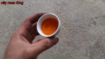 cách làm mồi câu cá mương# cây mua rừng