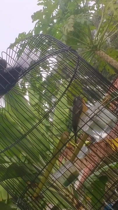 Mugimaki suara merdu yang jarang peminatnya