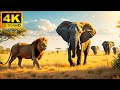 4K African Animals Serengeti National Park Scenic Wildlife Film With Calming Music